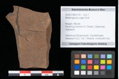 Foto (Objekt + Etikett) von Widdringtonia ungeri Endl. (NHMW-GEO-2024-0188-0133)